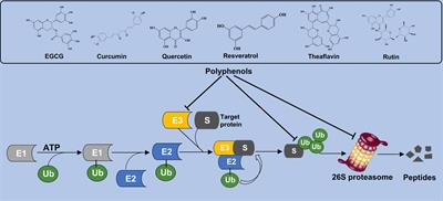 Polyphenols alleviate metabolic disorders: the role of ubiquitin-proteasome system